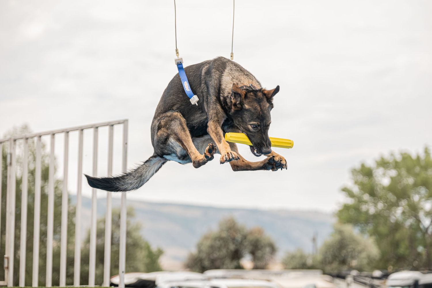 A Belgian Malinois dog leaps through the air while holding a yellow toy, suspended by a harness outdoors.