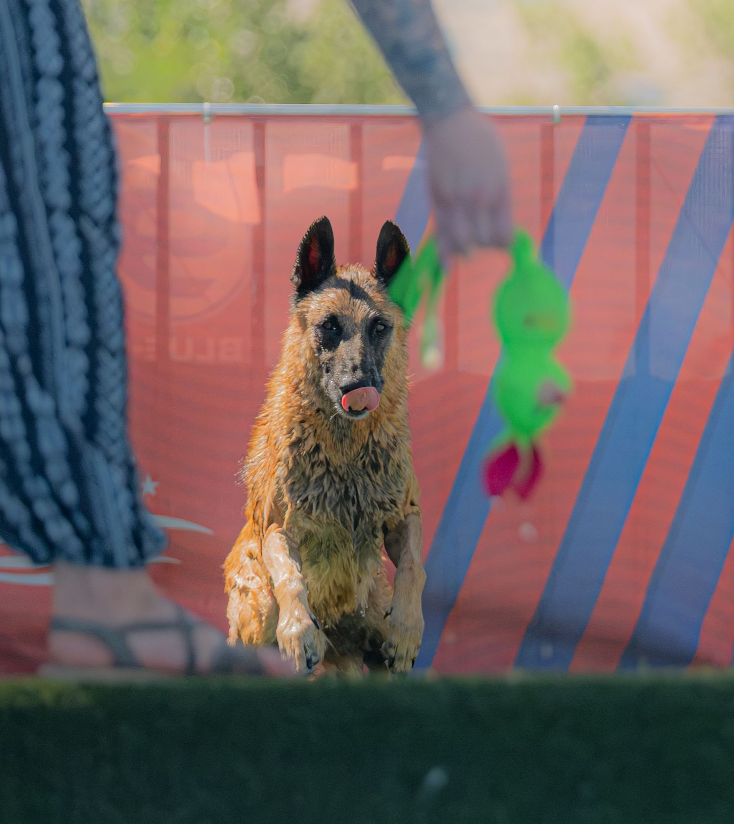 Wet dog sitting outdoors with tongue out, looking at a green toy held by a person near a colorful fence.