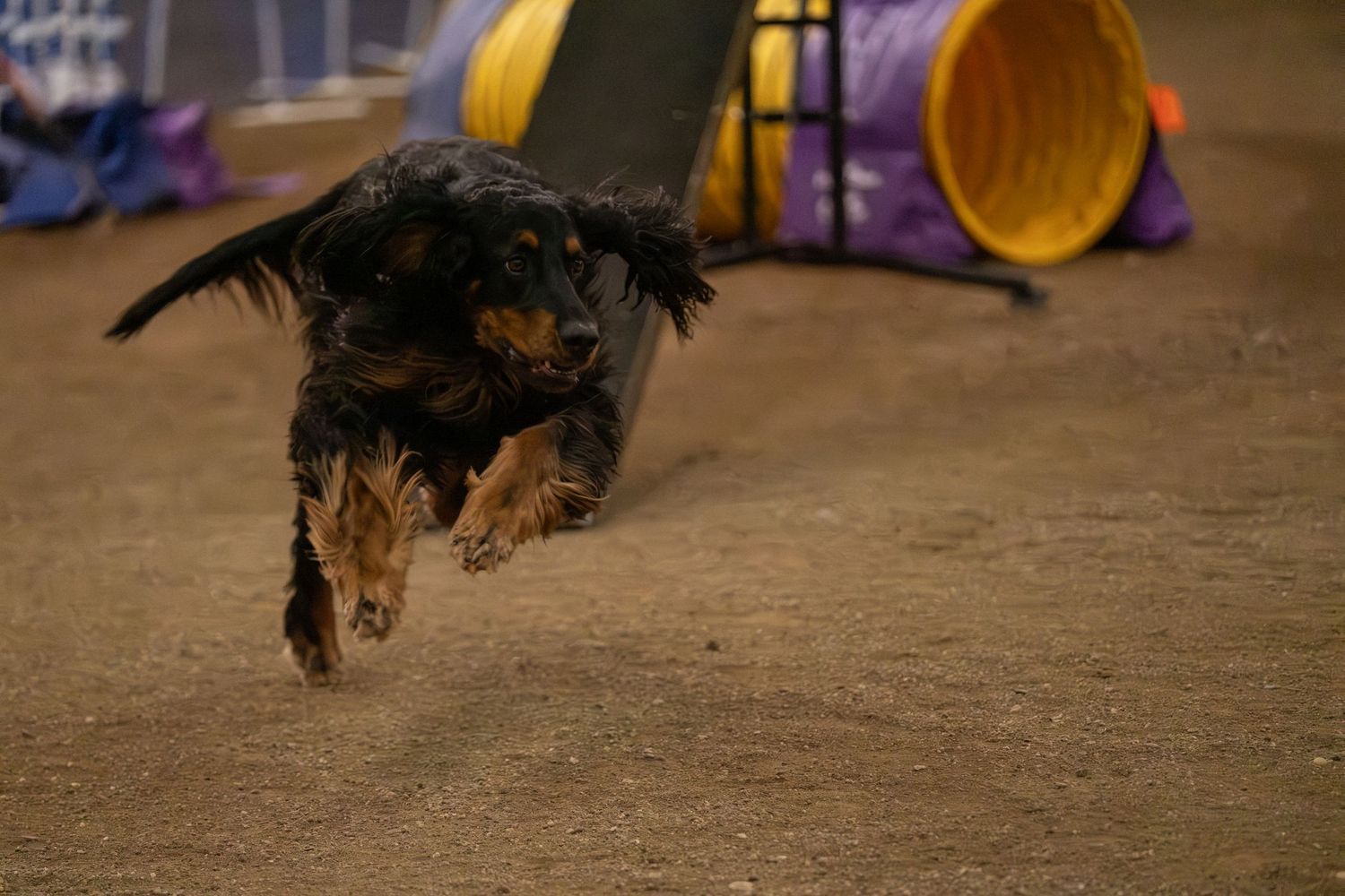 Black and tan Cocker Spaniel running fast through an indoor dog agility course with tunnel obstacles.