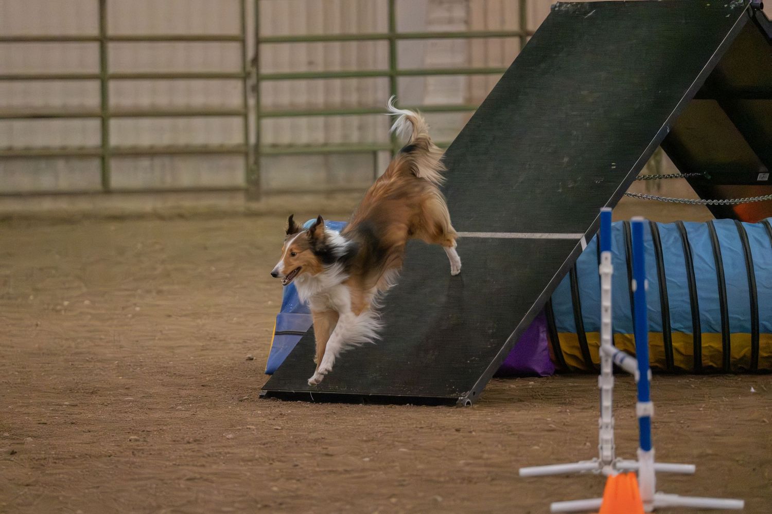 Two Shetland Sheepdogs competing in an agility course, navigating a ramp obstacle indoors.