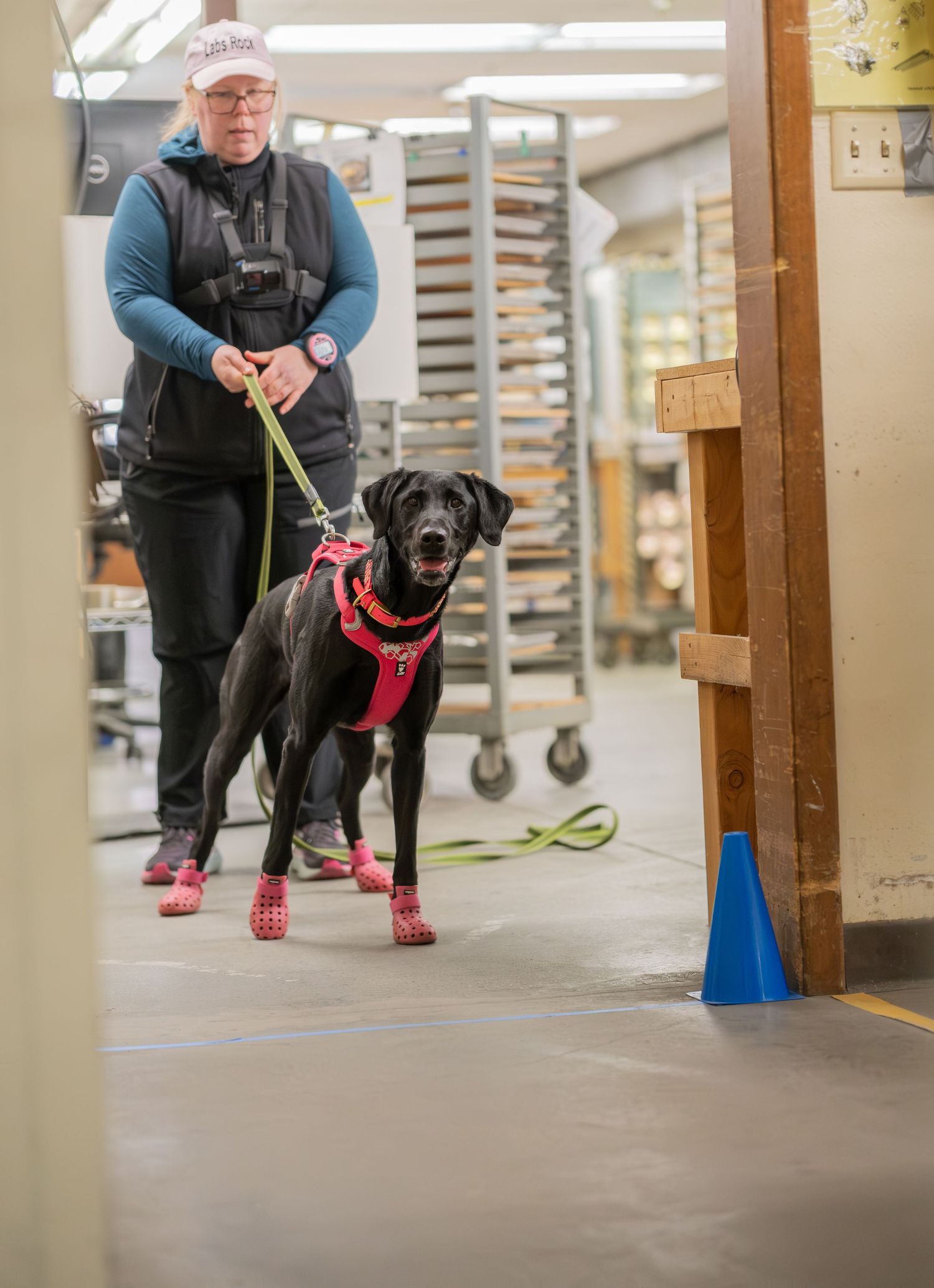 Black Labrador in red harness and booties on leash with handler in indoor training facility.
