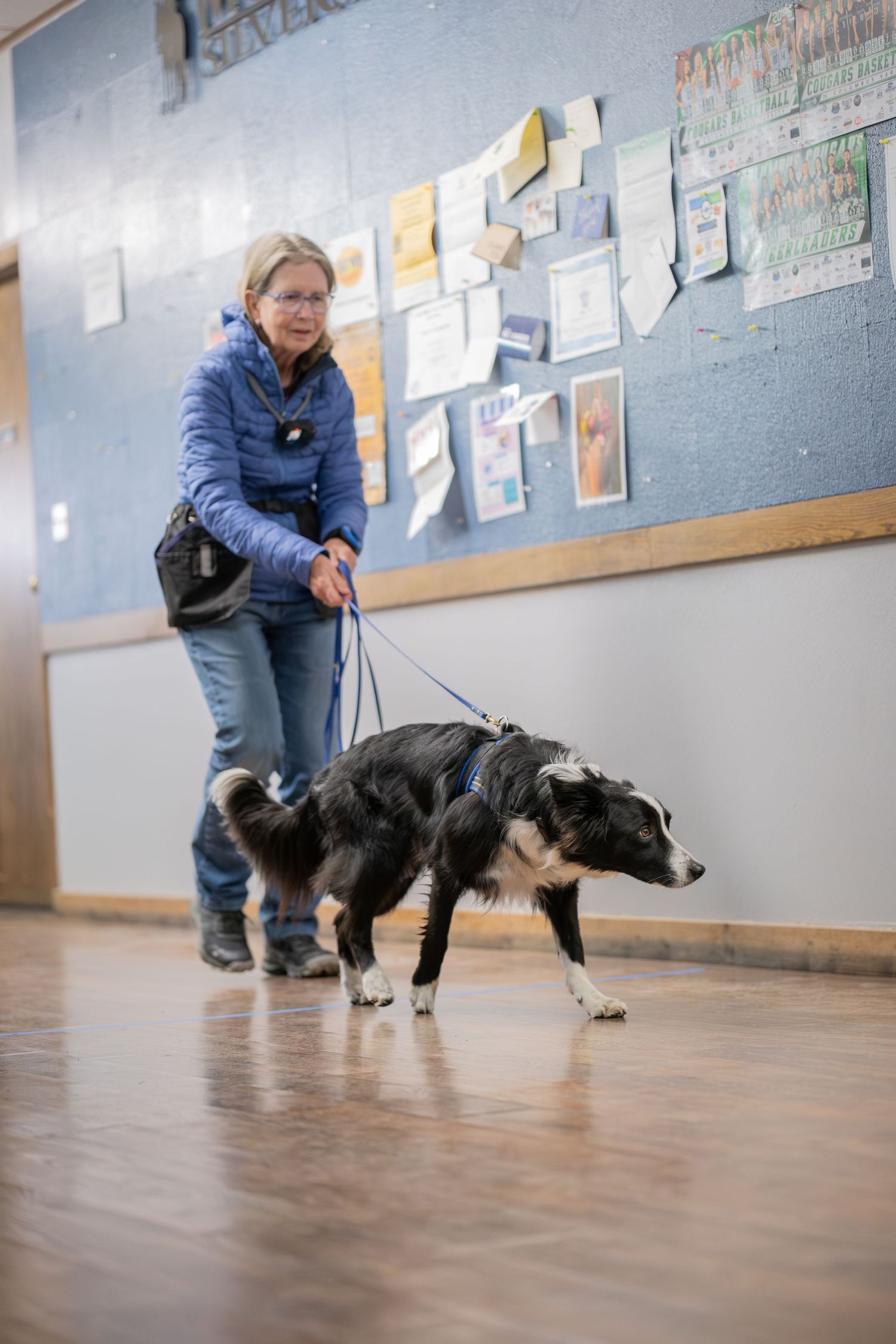 Woman in blue jacket walking black and white Border Collie dog on leash inside a building with bulletin board.