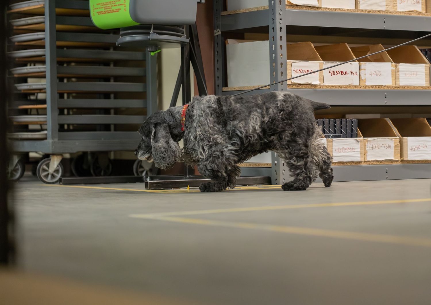 A curly-haired gray dog sniffing the floor between metal shelving units in a warehouse storage area.