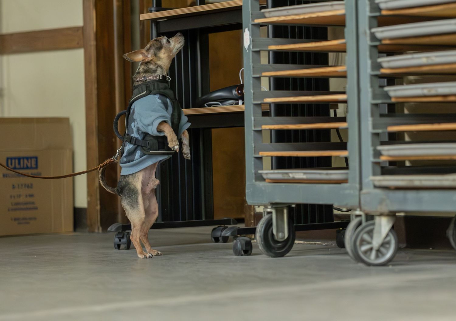 A trained detection dog in a blue vest sniffs a metal rack cart inside a warehouse during a search exercise.