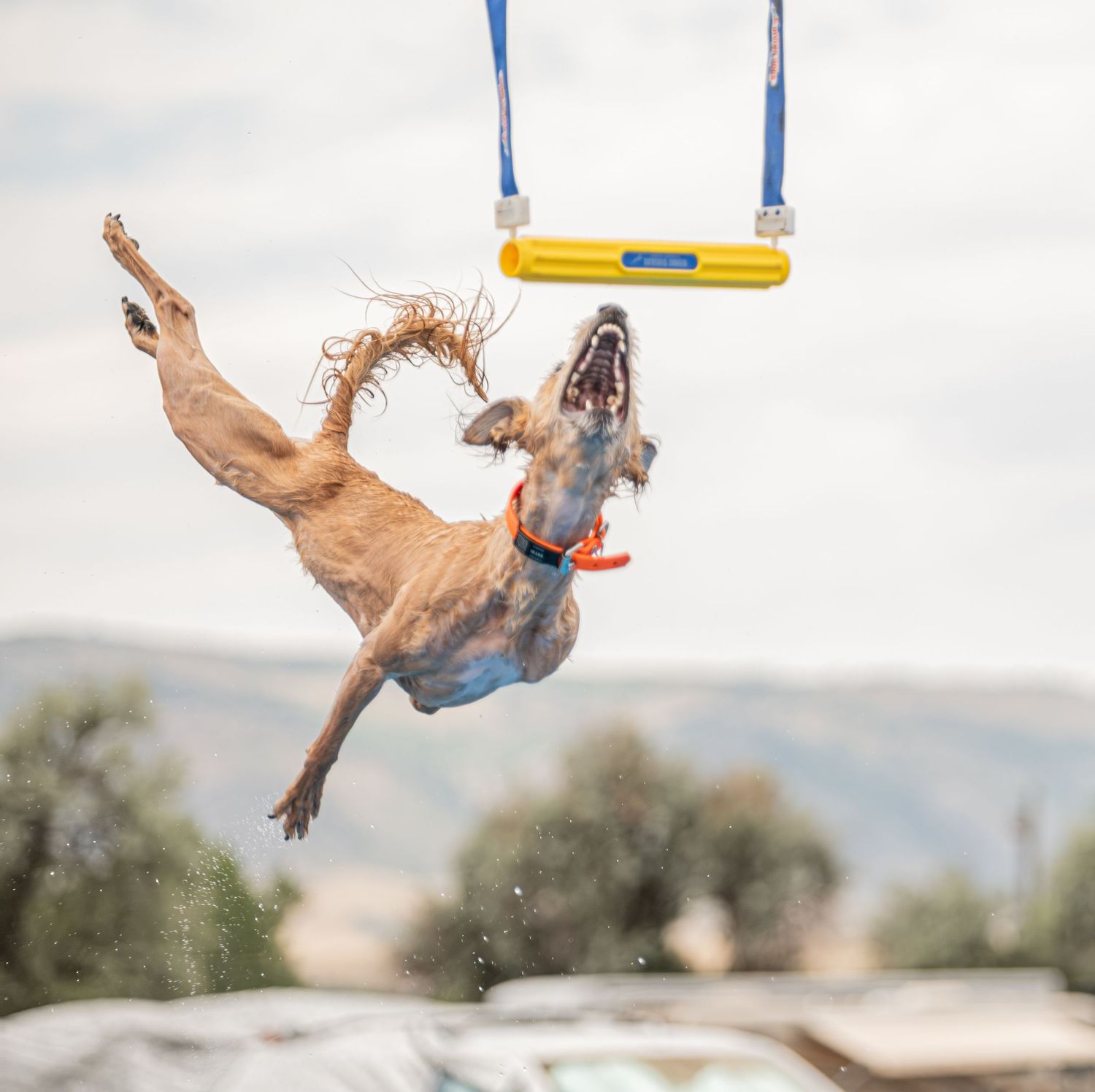 A golden dog leaps mid-air catching a frisbee near colorful agility equipment outdoors.