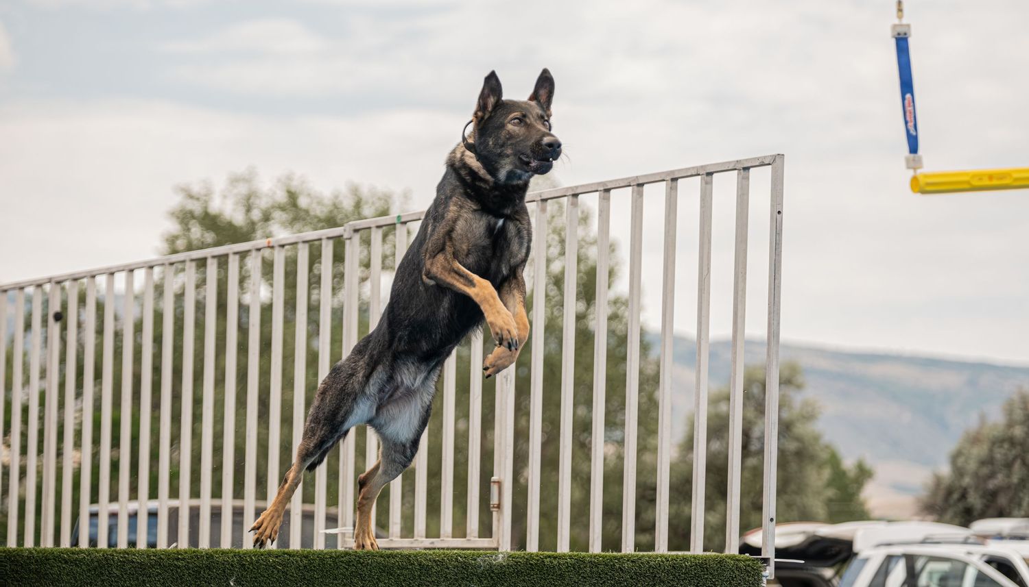 A German Shepherd dog leaping mid-air over a fence during an agility competition outdoors.