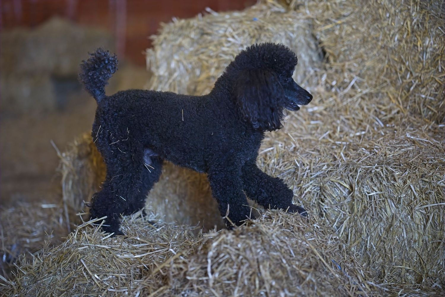 A black dog runs through tall dry grass while hunting in a field during golden hour lighting.