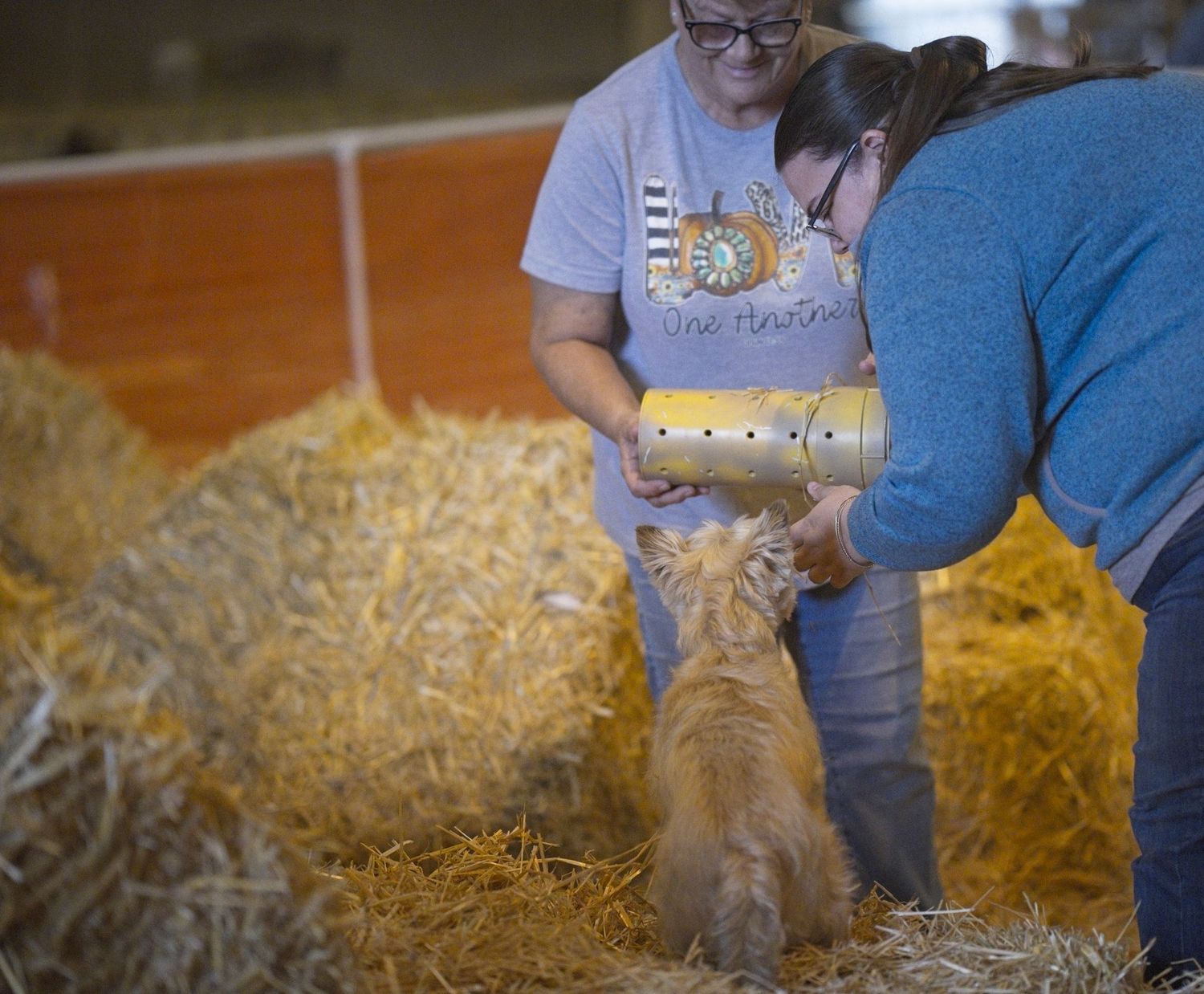 Dog being fed treats by people near straw bales in a barn.