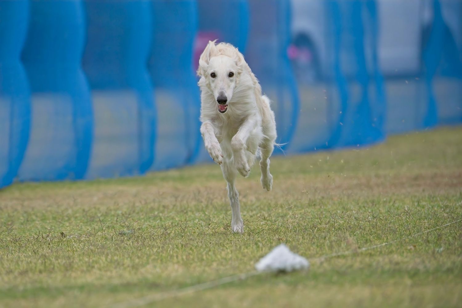 A white Borzoi dog runs swiftly across a grassy field during a lure coursing event.