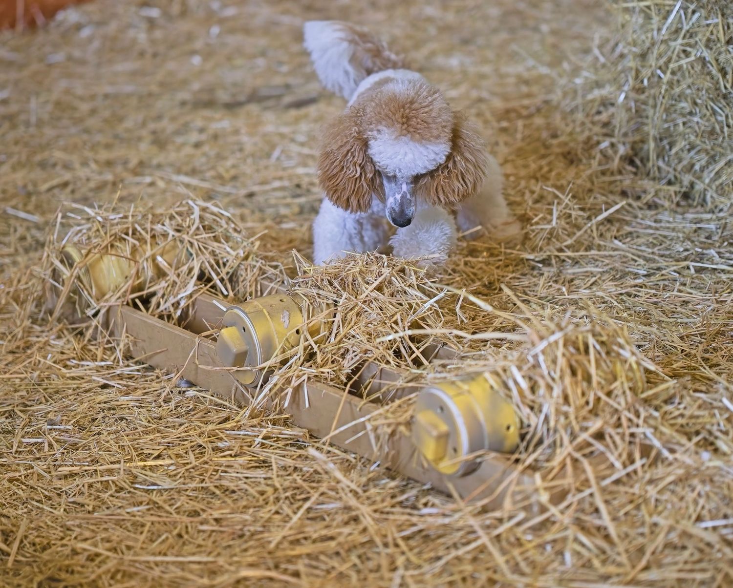 Small white dog weaving through straw obstacles in indoor training course.