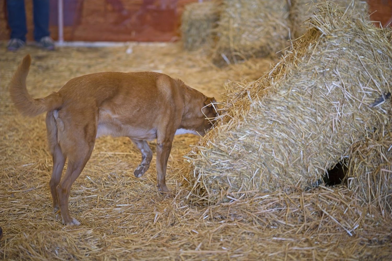 Brown dog navigating between hay bales in indoor training course.