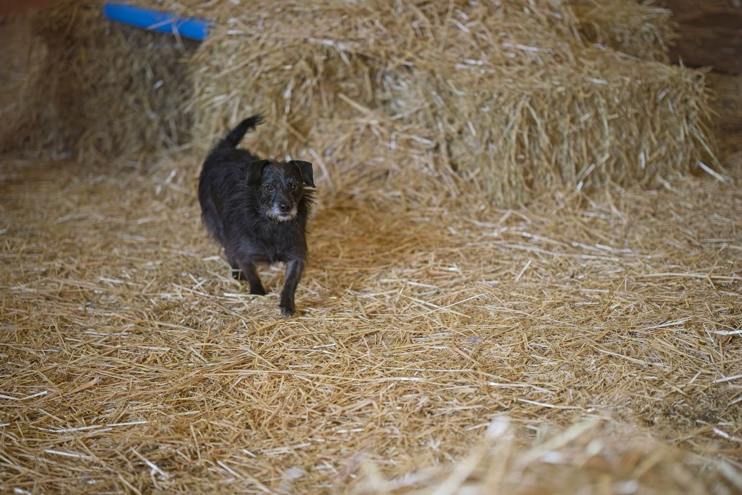 Black and white rat terrier dogs playing and exploring in a straw-covered barn or stable area.