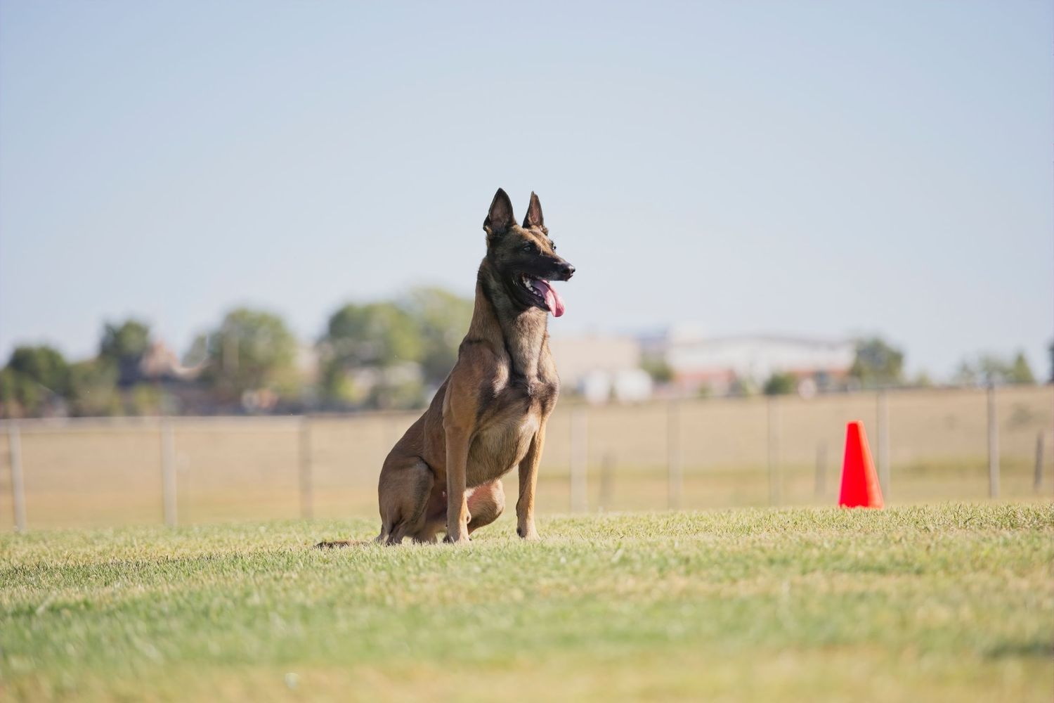 Belgian Malinois dog sits attentively on grass field with orange training cone in background.