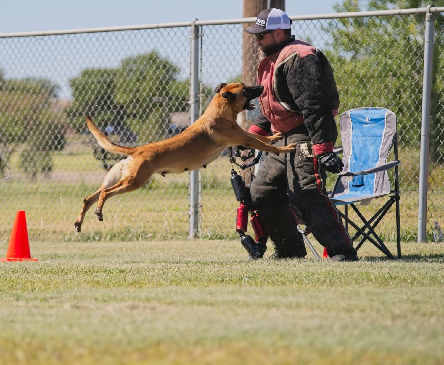 A Belgian Malinois dog leaps through the air during training exercises on a grassy field with training equipment visible.