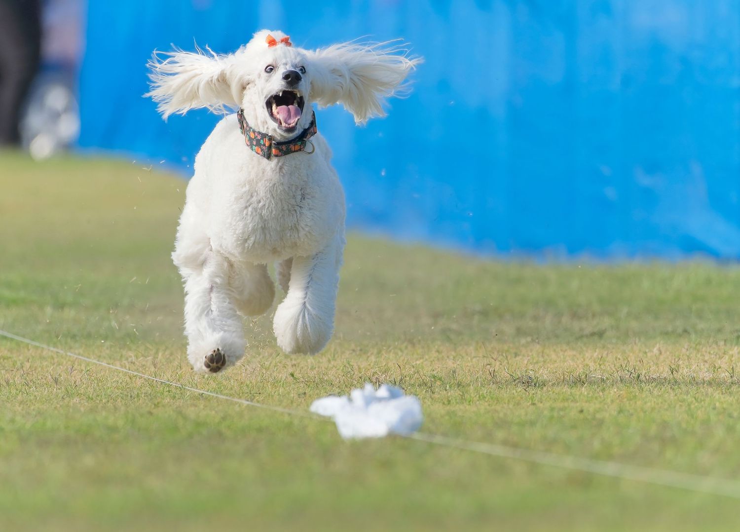 A white fluffy dog runs and leaps joyfully across a grassy field with a bright blue background.