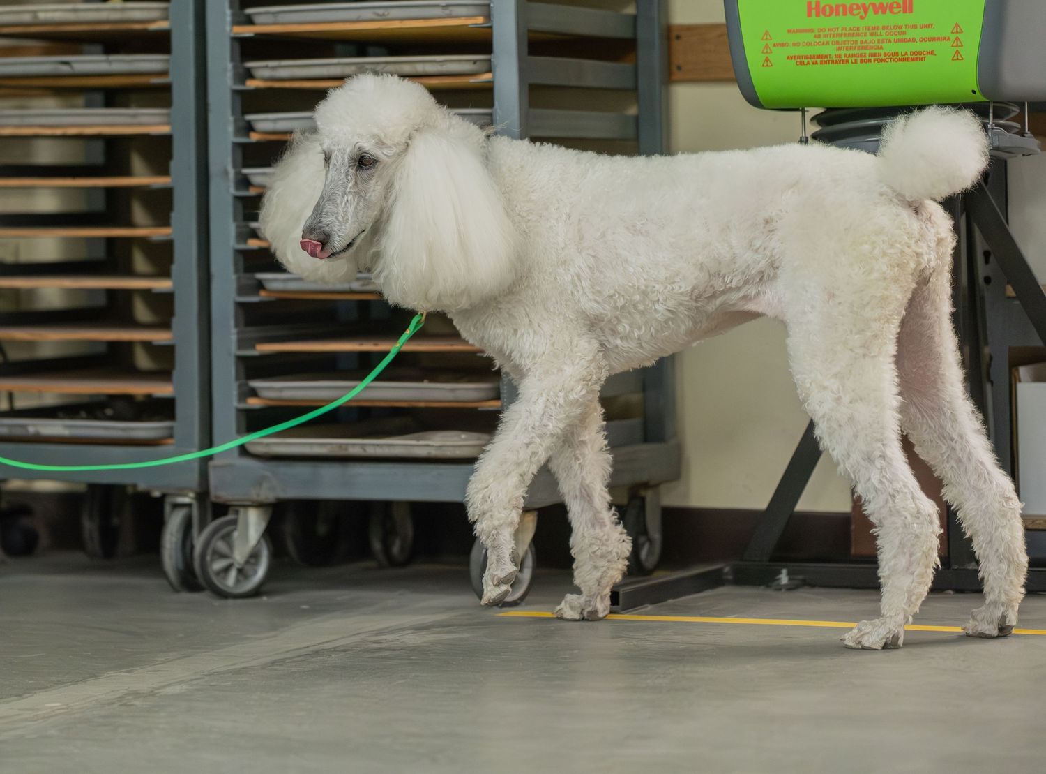 White standard poodle on a green leash standing in an indoor facility with metal racks in the background.