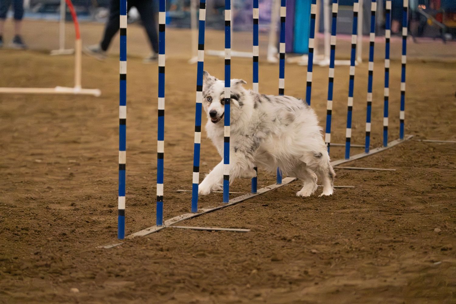 White and gray dog navigating weave poles in a dog agility competition on a dirt course.