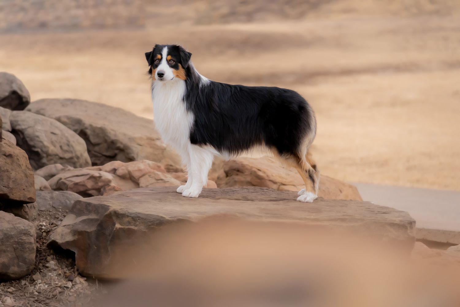 A tri-color Australian Shepherd dog stands proudly on rocky terrain in a desert landscape.