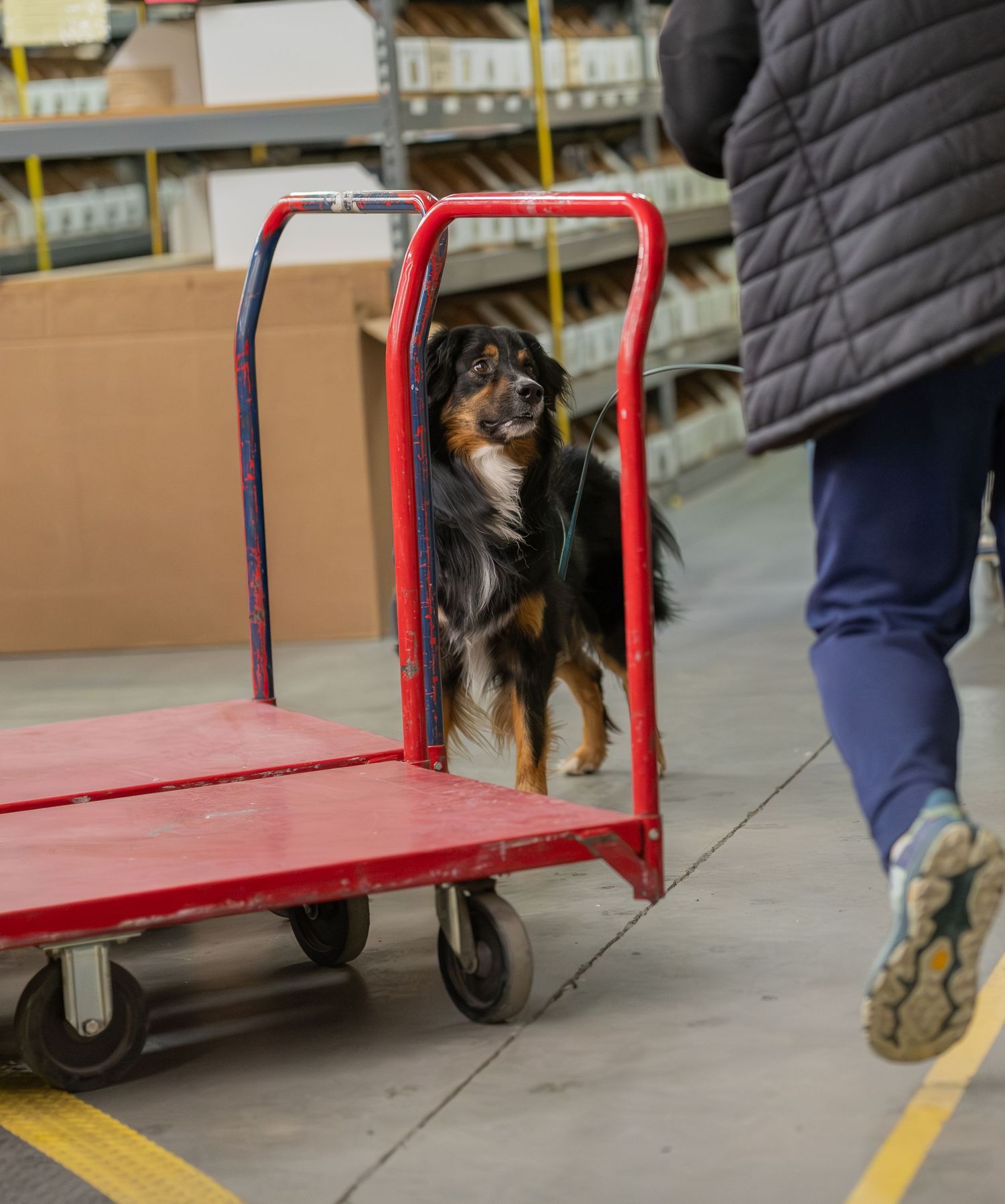 A dog standing on a red flatbed cart in a warehouse, being pulled by a person in a black jacket.