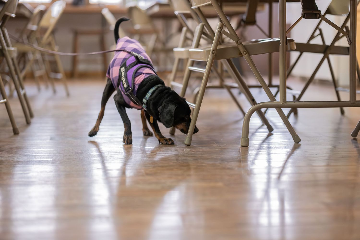 Small dog in pink jacket sniffing hardwood floor between folding chairs in indoor hall.