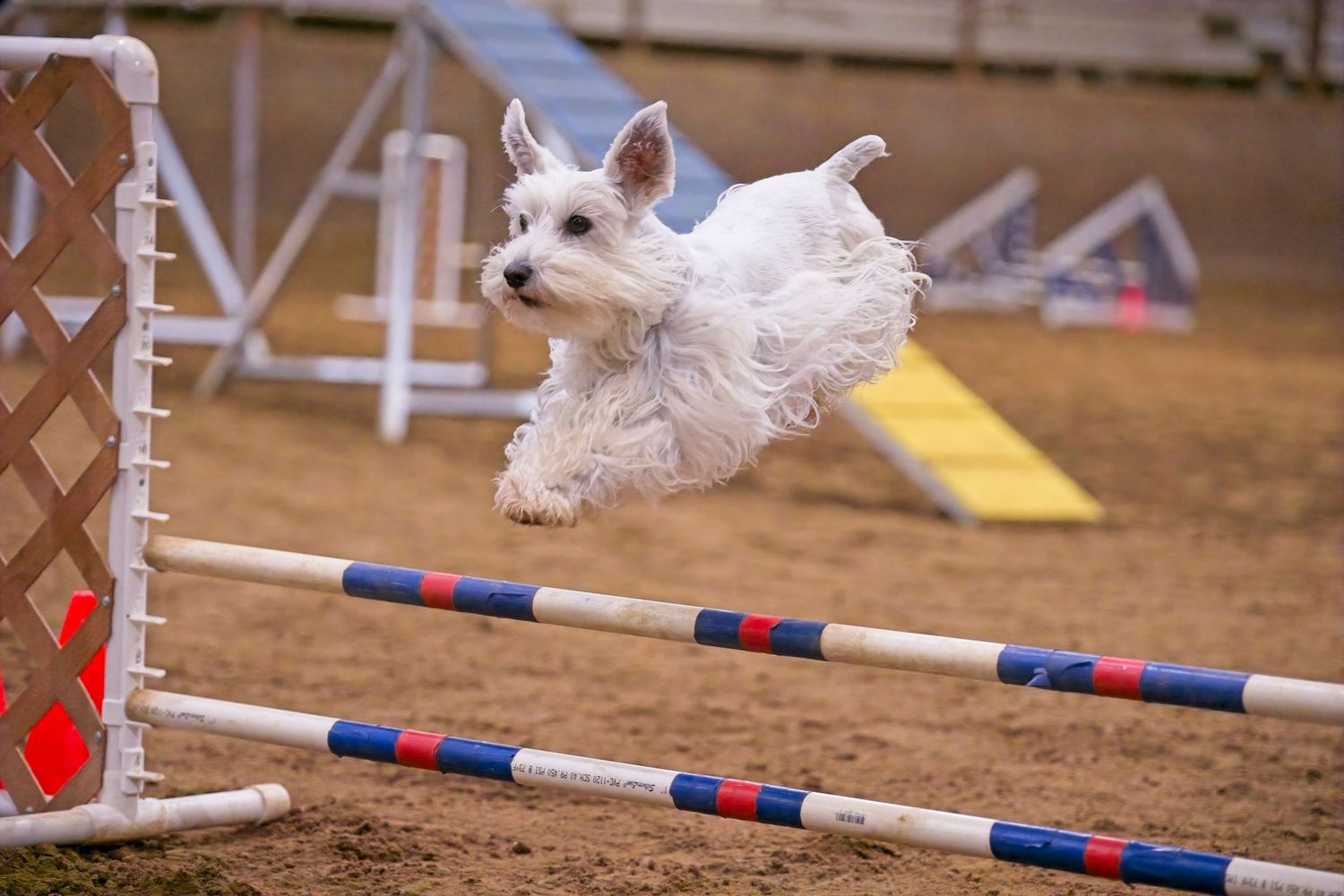 A white West Highland Terrier dog leaping over an agility course jump pole in a competition arena.