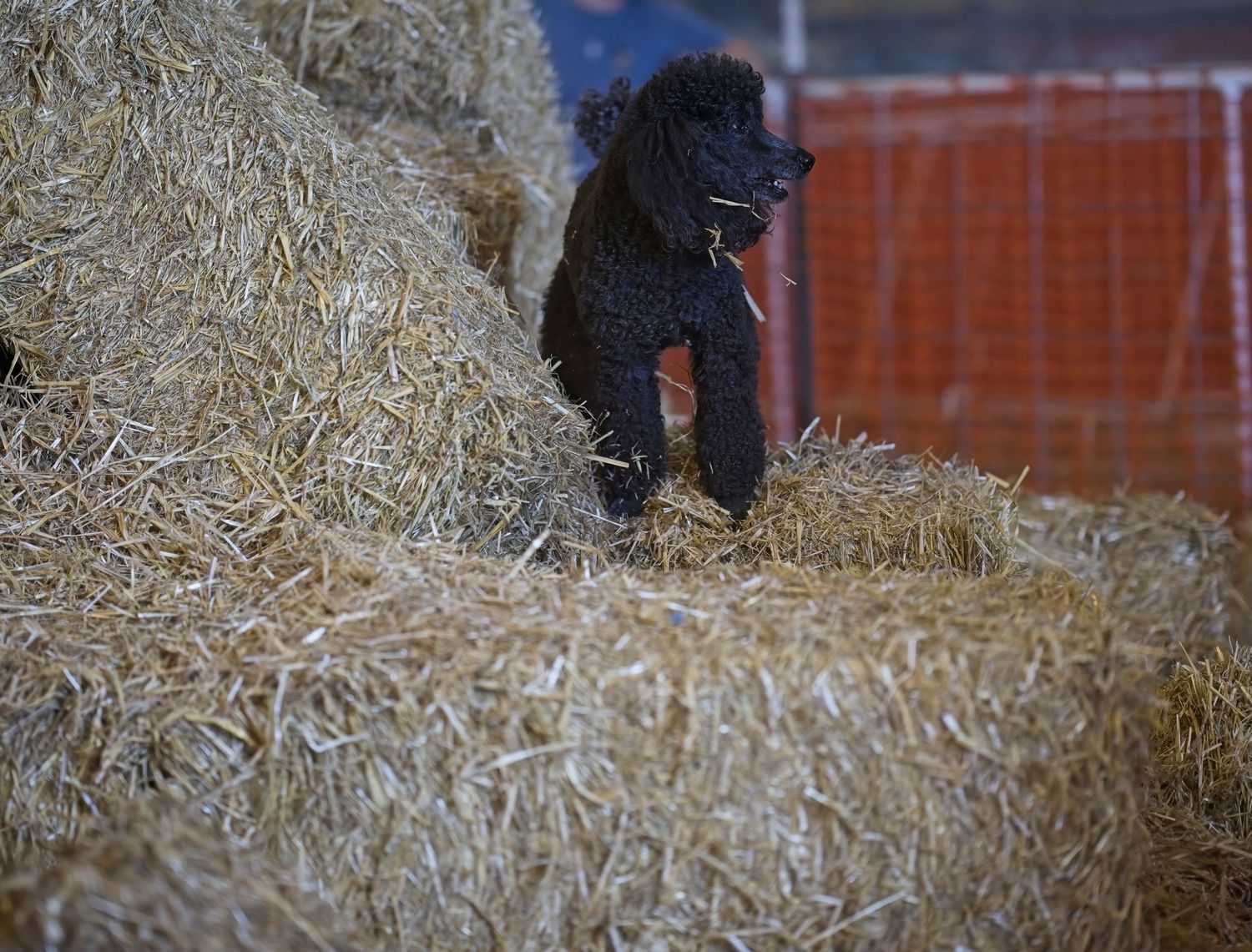 Black puppy frolicking and leaping across straw bales against a blue sky and barn background.