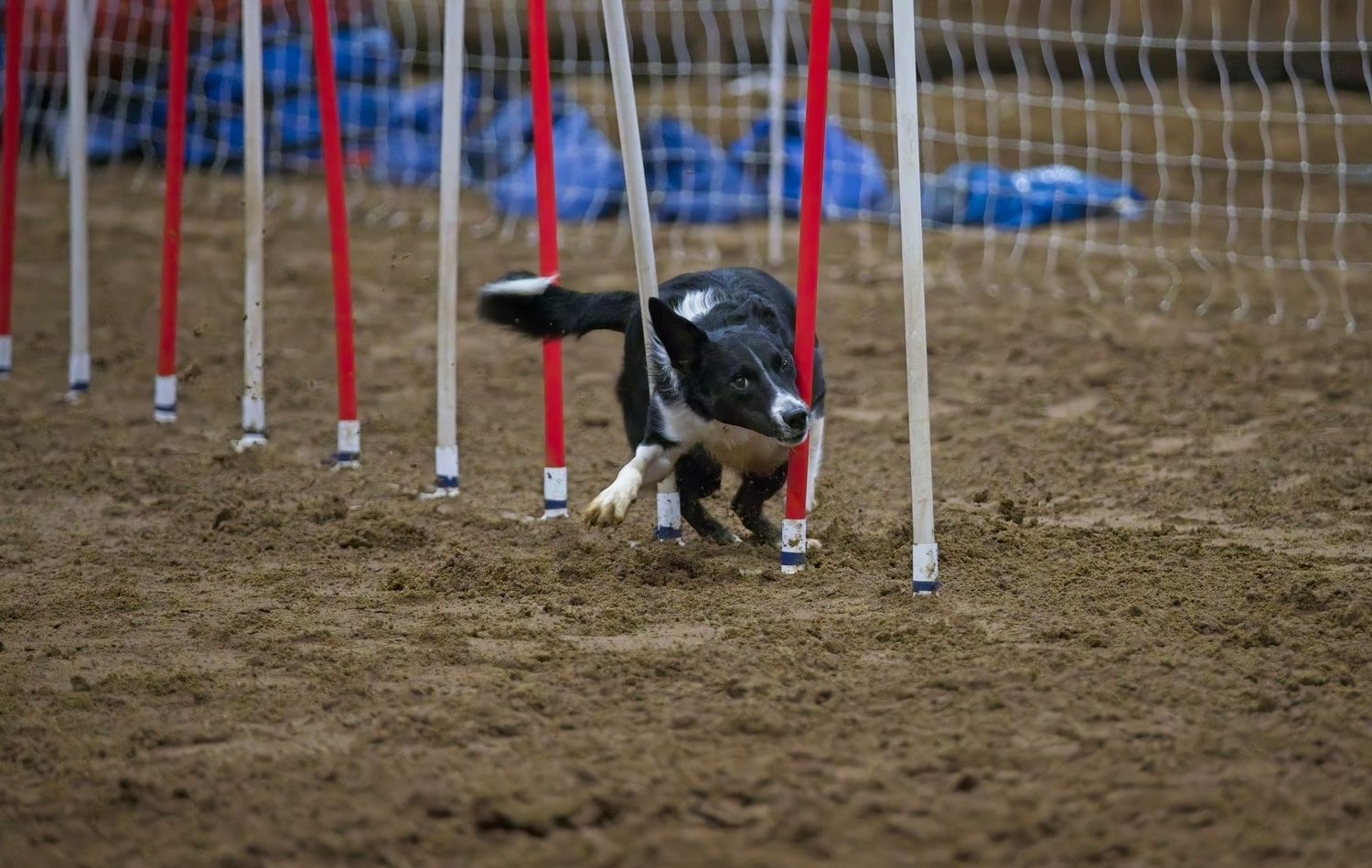 A dog running through red and blue agility poles during a competition on a dirt course.