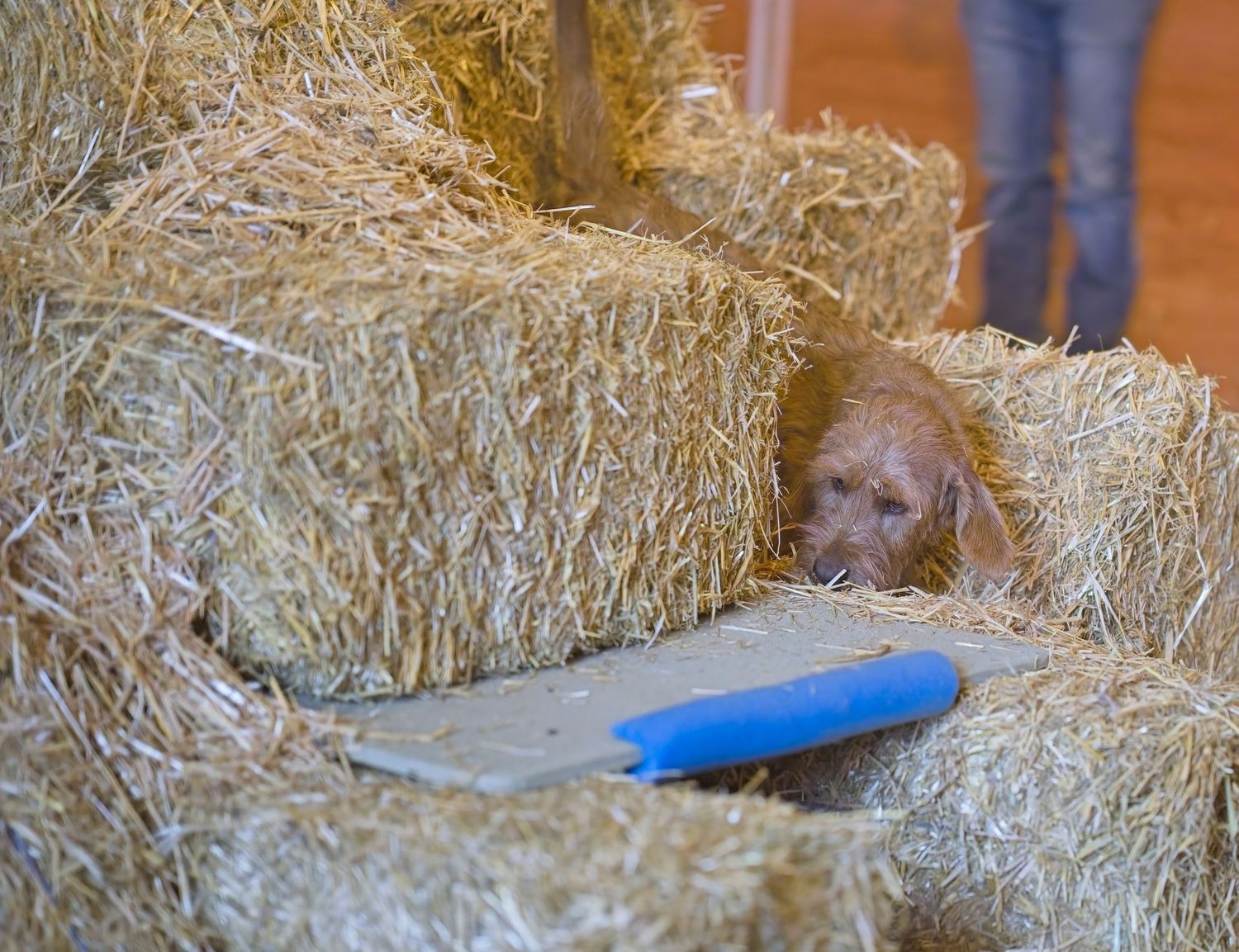 Dog peeks out from behind hay bales with a blue frisbee nearby.