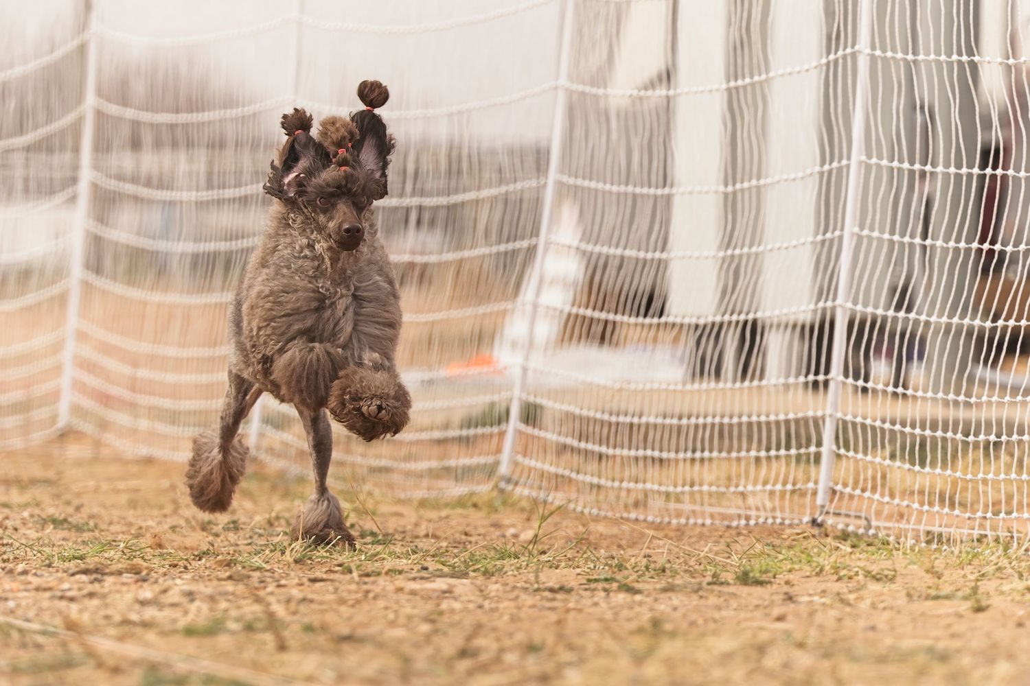A sequence of photos showing a small black poodle jumping and playing in front of a white fence.