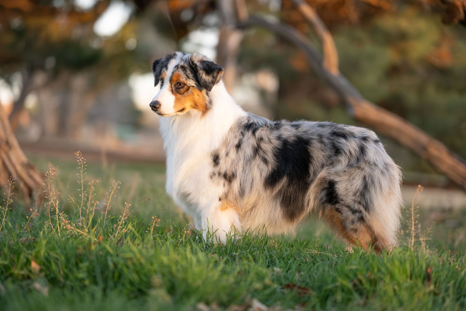 A blue merle Australian Shepherd dog stands alert on green grass with autumn trees in the background.