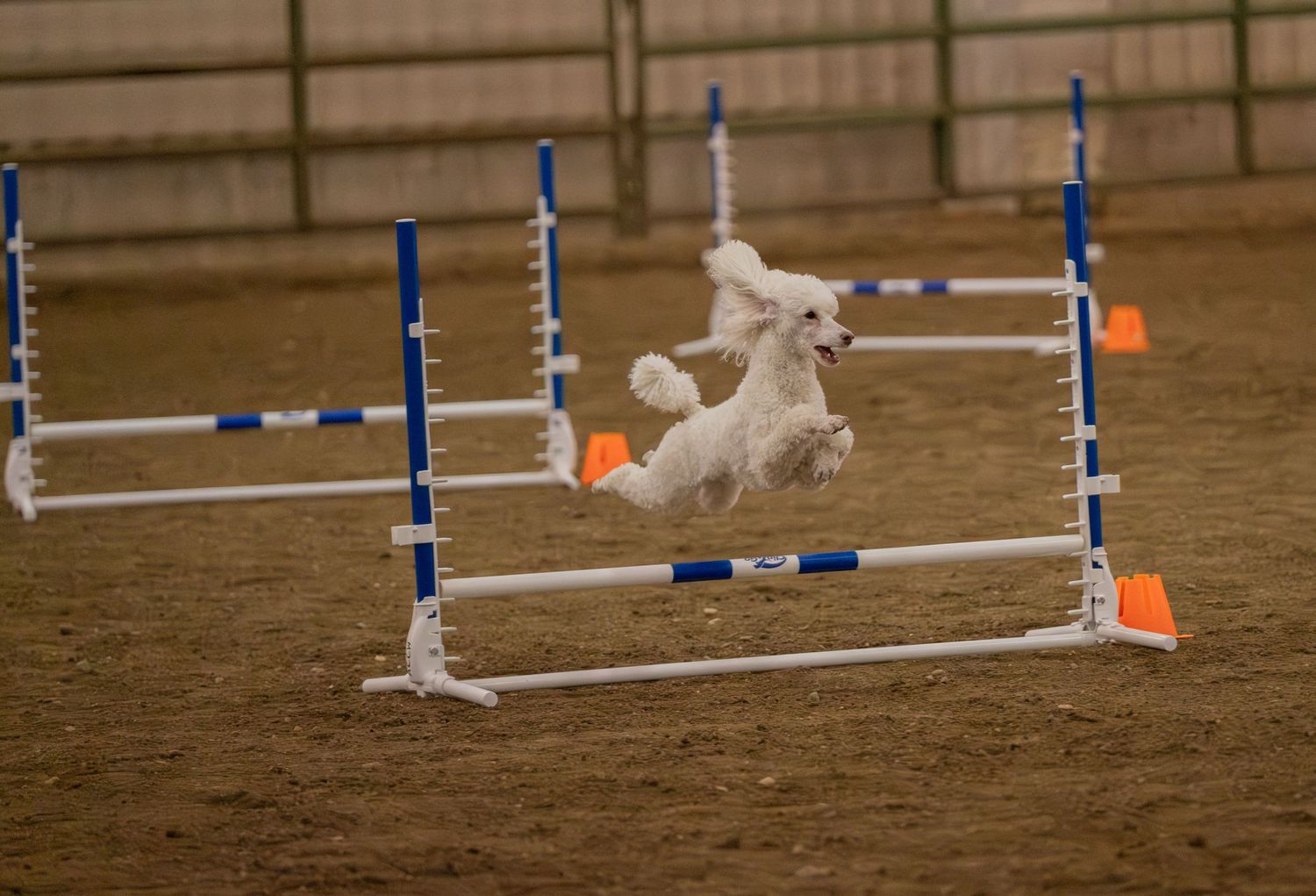 White poodle leaping over agility hurdles in an indoor dog agility competition on a dirt floor.