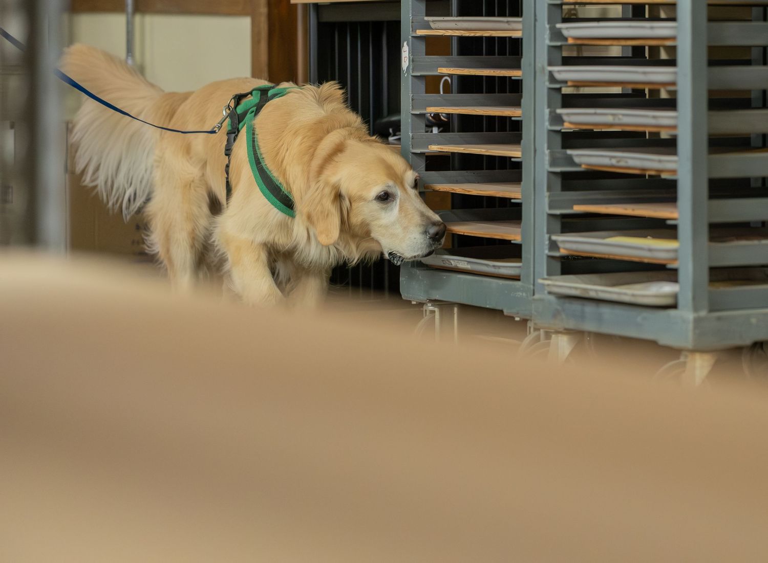 Golden retriever dog wearing green harness sniffing metal rack shelves during scent detection training indoors.