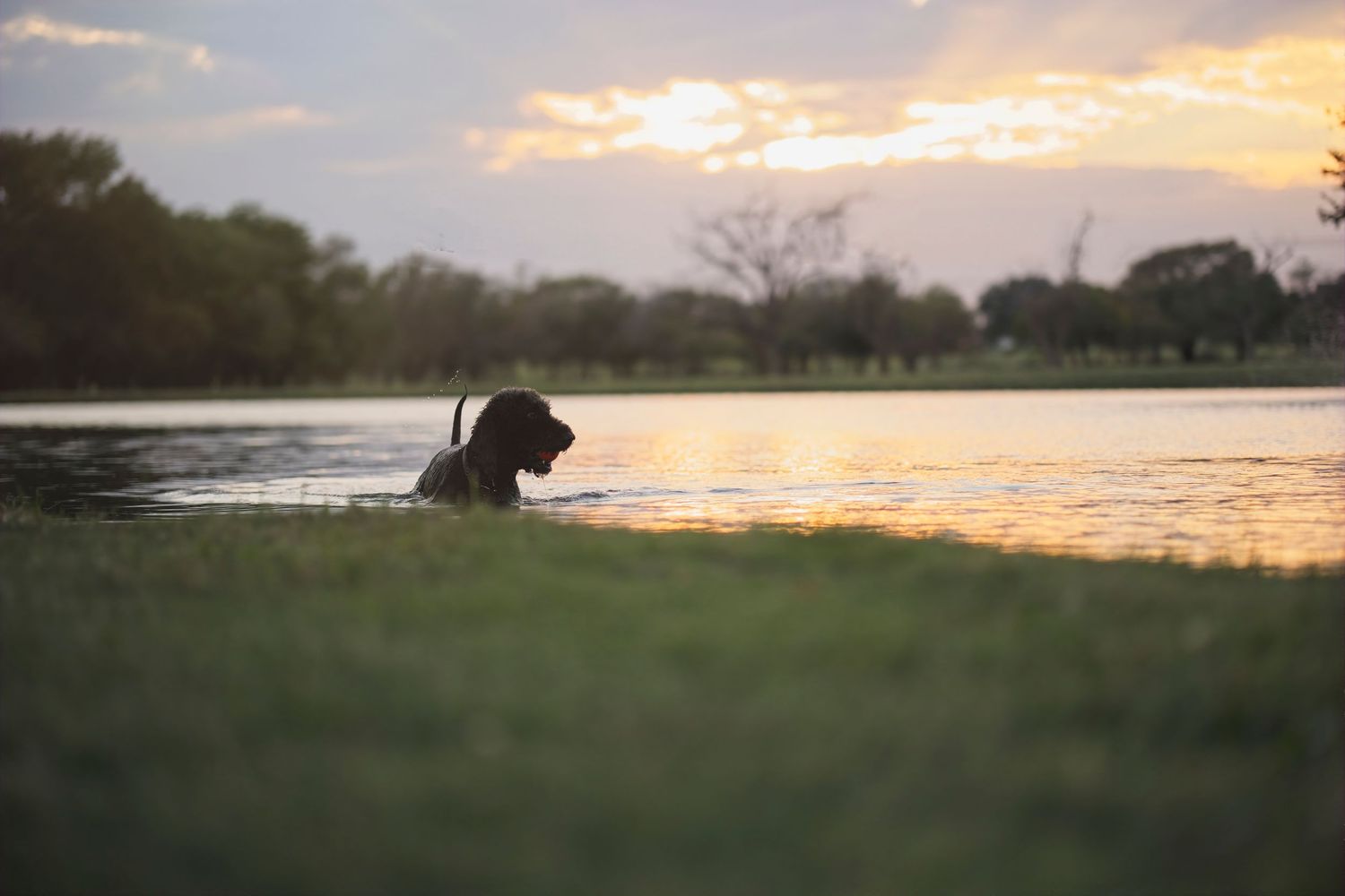 A dog's silhouette against a dramatic sunset over water.