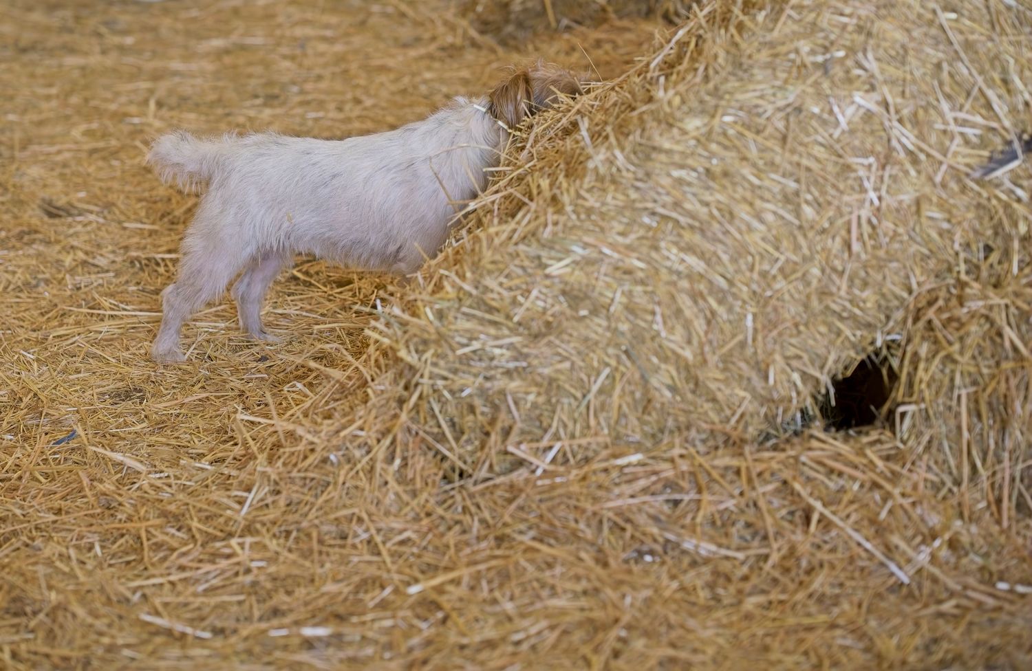 A white dog searching for something in a pile of straw hay.