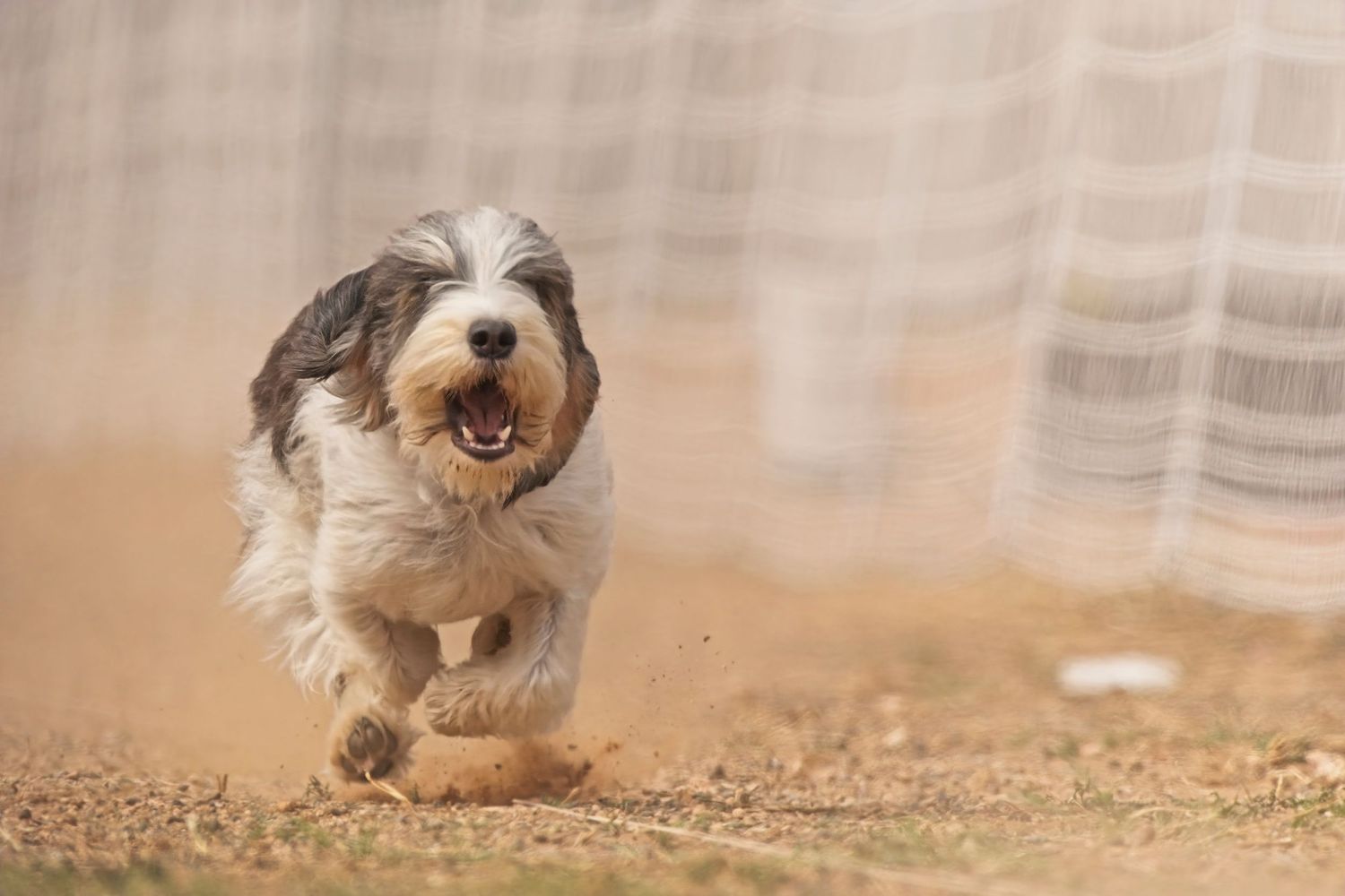 Small dog running and playing in the sand with joyful expression and floppy ears.