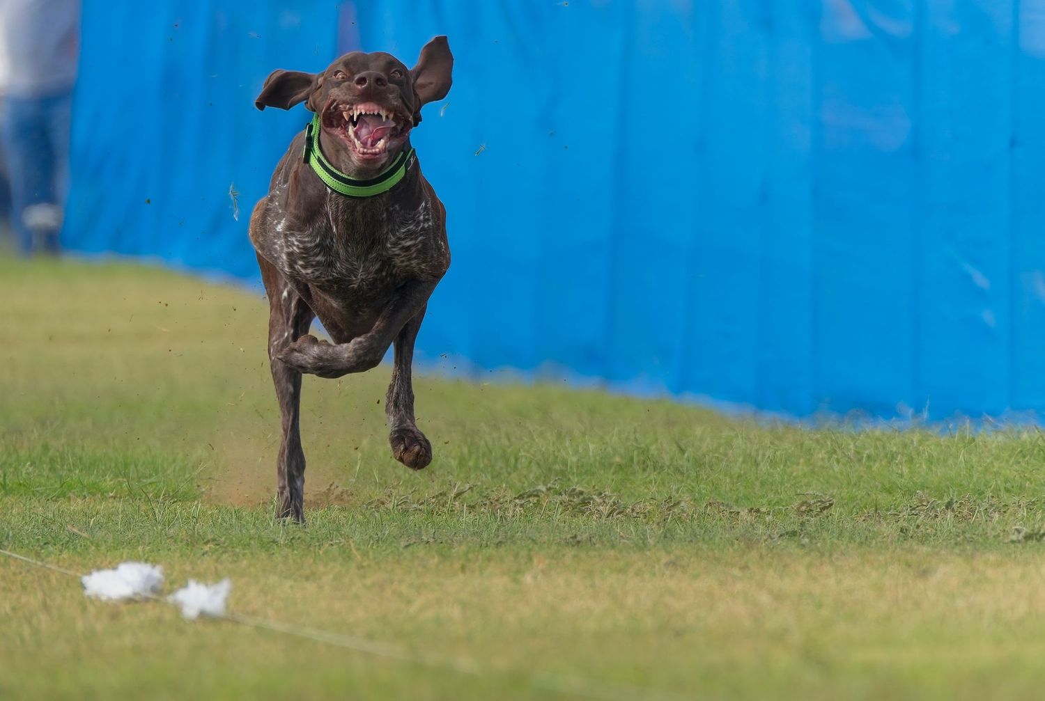 A brown dog running and playing in a grassy field with a bright blue wall in the background.