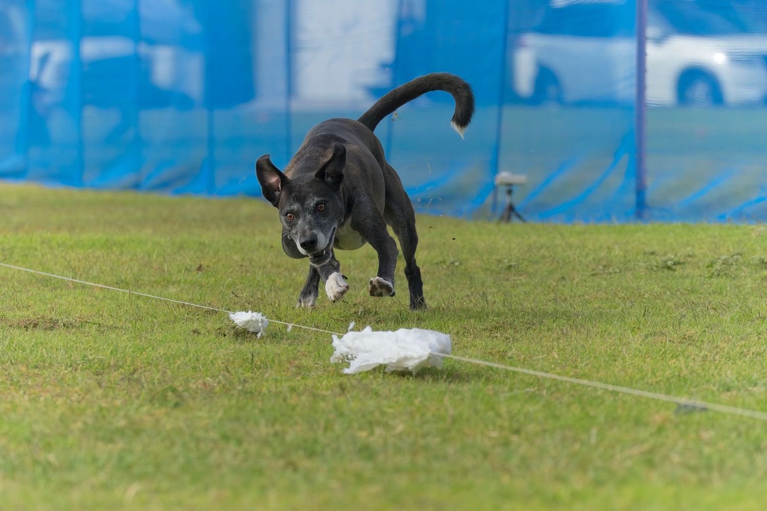 A black dog and white dog play together in a grassy field on a sunny day.