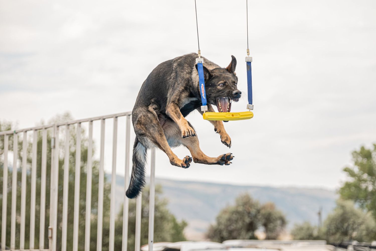 German Shepherd dog suspended in a harness on a swing during a training exercise outdoors.