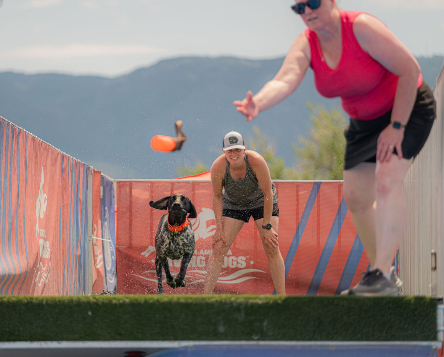 Woman and dog compete in a dock diving competition with a frisbee flying through the air outdoors.