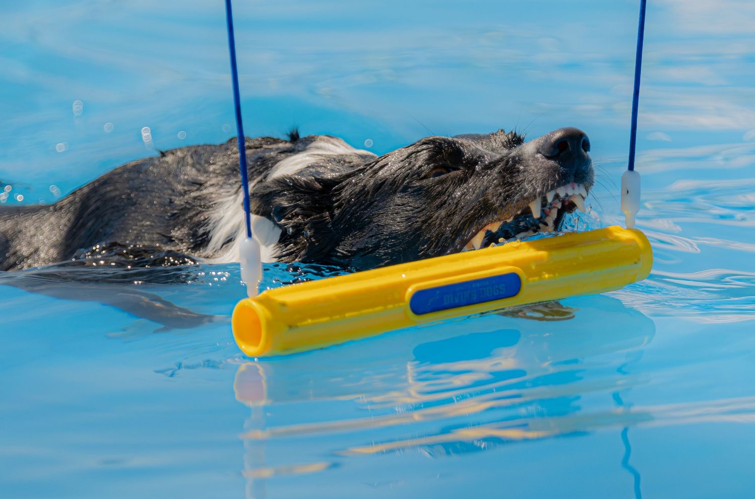 A dog swimming in a blue pool while carrying a yellow and blue floating toy in its mouth.