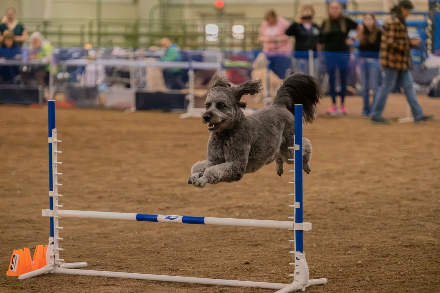 Gray poodle leaping over agility jump bar at indoor dog agility competition.