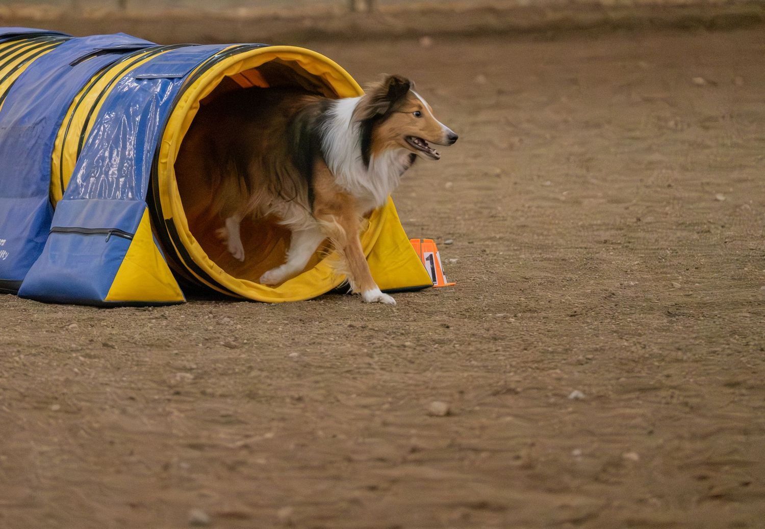 A Shetland Sheepdog exits a blue and yellow agility tunnel during a dog agility competition on a dirt surface.