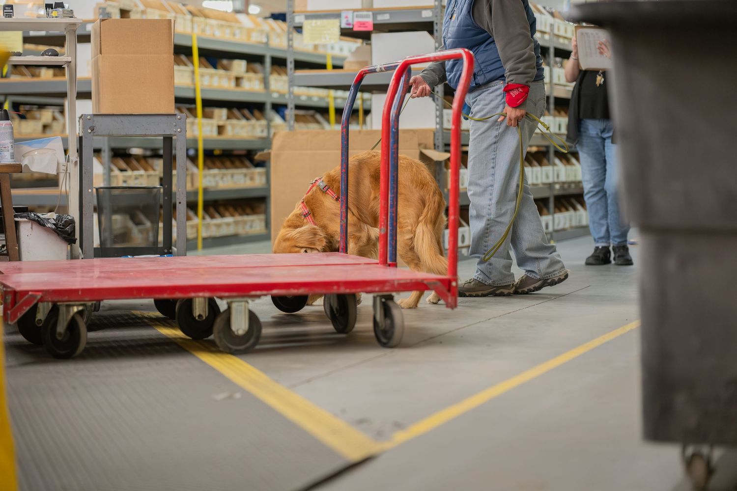 A golden retriever dog sniffs a red flatbed cart in a busy warehouse storage facility with shelving units.