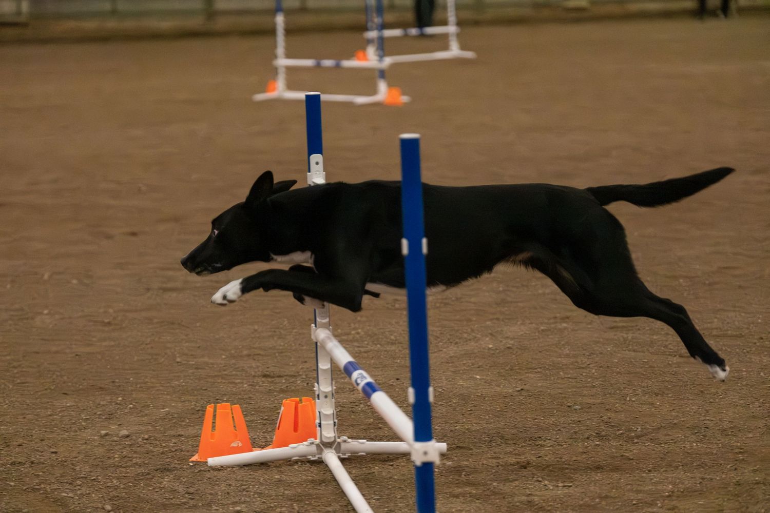 Black dog leaping over agility jump bar during dog agility competition training in indoor arena.