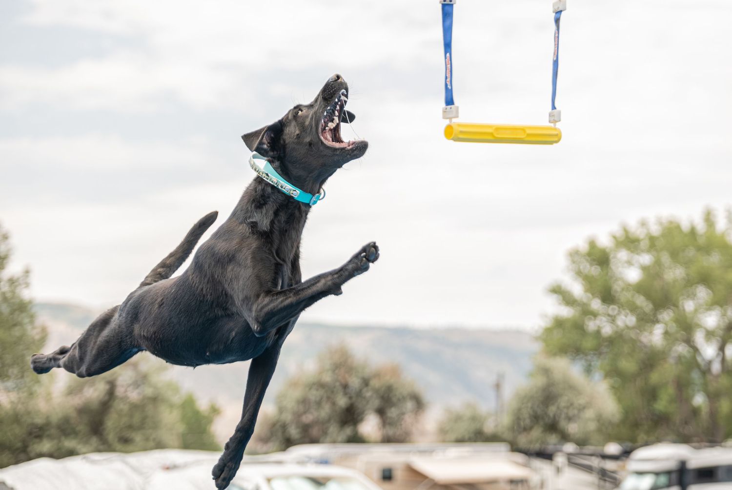 Black Labrador dog leaping mid-air to catch a yellow toy suspended from a blue rope outdoors.