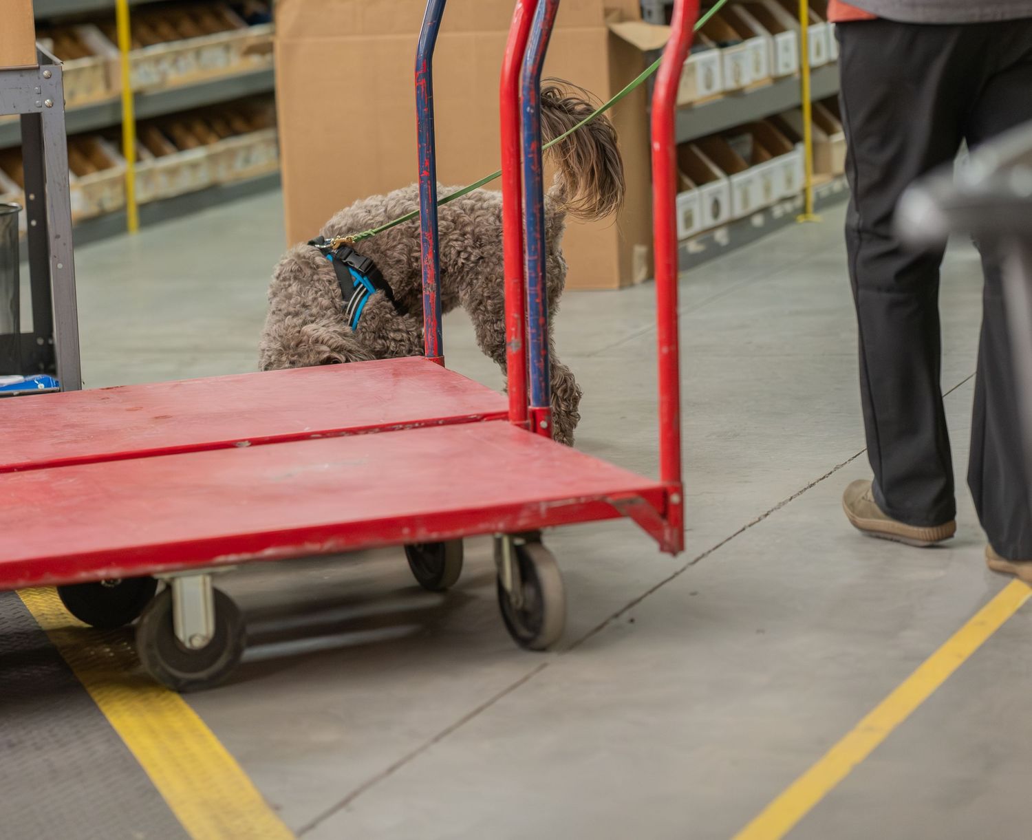 A fluffy dog sniffs a red flatbed cart in a warehouse aisle while a worker stands nearby.