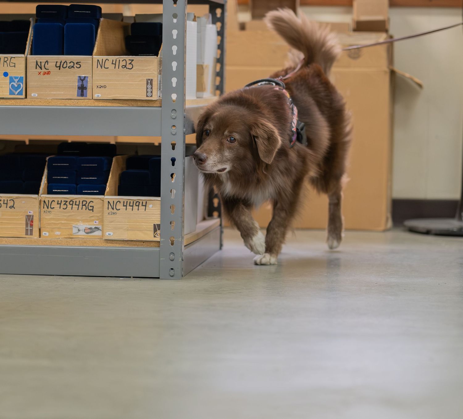 A brown dog wearing a harness sniffs shelving units with labeled wooden boxes in a warehouse.