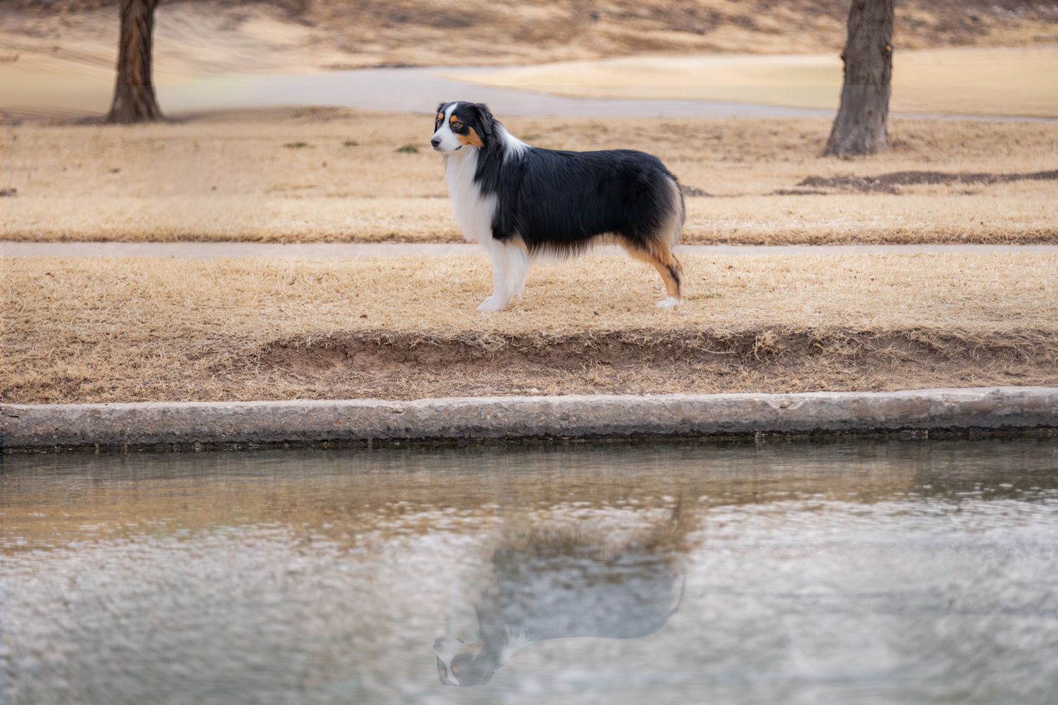 Australian Shepherd dog standing beside a calm reflective pond in a park with bare trees and dry grass.
