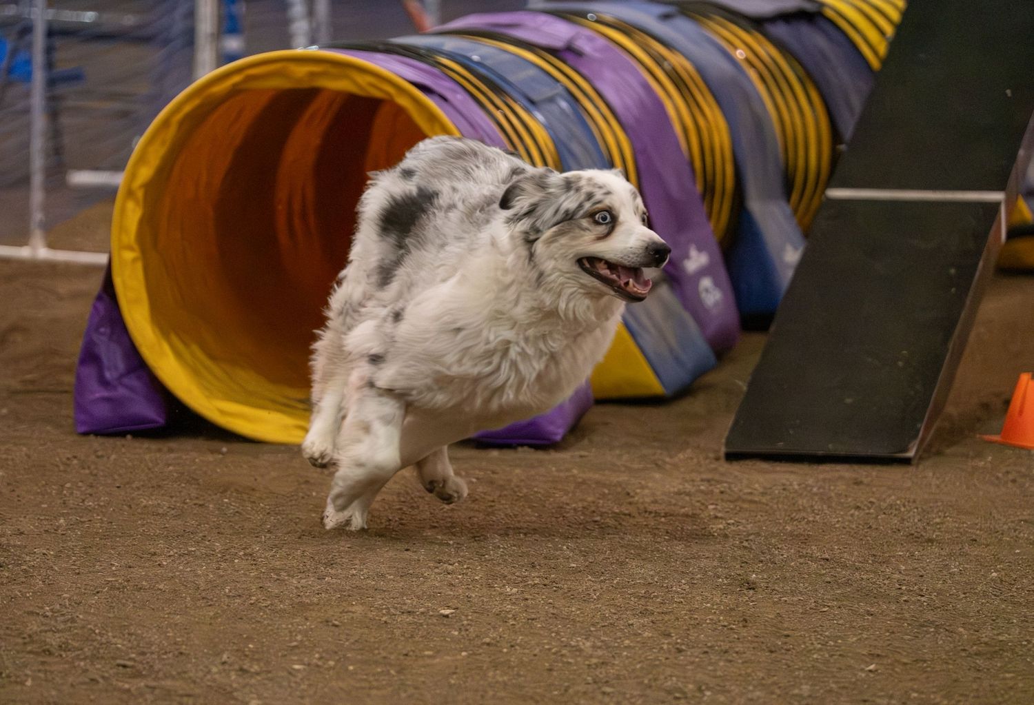 A fluffy merle Australian Shepherd dog running through an agility tunnel course on a dirt arena floor.