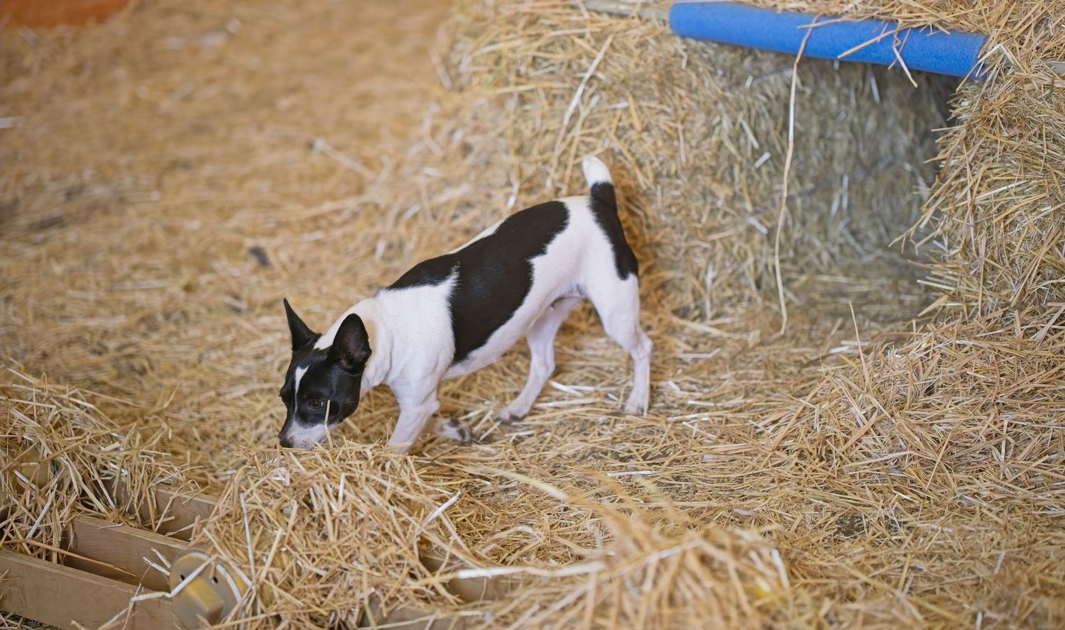 Two small dogs sniffing around hay bales in a rustic barn setting.